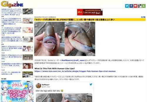 2020年7月2日、TwitterユーザーのRaffNasir•(@raff_nasir)さんが「セクシーすぎる唇を持つ魚」の画像を投稿したところ、大きな話題となって記事作成時点で8500回を超えるリツイートと1万4000件以上のいいねが集まっています。