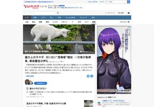 千葉県佐倉市の京成線沿いの斜面に約2カ月前から迷い込んで騒動となっている1頭の子ヤギ。現場では、ヤギ見たさに低速で運転したり、急停車して危うく後続車が追突しそうな場面もあり、事故が懸念されている。