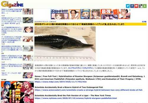 気候変動や人間の活動によって多くの動植物が絶滅の危機に瀕したり、実際に絶滅してしまったりするケースは後を絶ちませんが、研究者らはさまざまな手段で絶滅危惧種の繁殖を試みています。ロシアチョウザメとヘラチョウザメという2種類の絶滅危惧種を用いた実験を行っていた研究チームは、うっかり2種の絶滅危惧種をかけ合わせて「絶滅危惧種のハイブリッド魚」を生み出してしまったと報告しました。