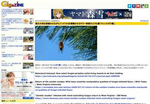 真菌の一種である「マッソスポラ菌」に感染したセミは、腹部の一部を崩壊させながらも生きたセミと交尾し、菌の感染を広めようとすることが明らかになりました。マッソスポラ菌に感染したセミはまるで死してなお動き続けるゾンビのようだということで、「ゾンビセミ」と呼ばれ、大きな注目を集めています。