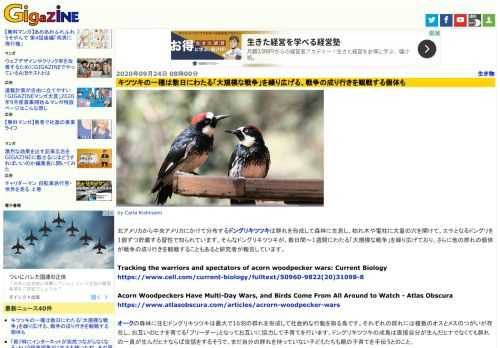 北アメリカから中央アメリカにかけて分布するドングリキツツキは群れを形成して森林に生息し、枯れ木や電柱に大量の穴を開けて、エサとなるドングリを1個ずつ貯蔵する習性で知られています。そんなドングリキツツキが、数日間～1週間にわたる「大規模な戦争」を繰り広げており、さらに他の群れの個体が戦争の成り行きを観戦することもあると研究者が報告しています。