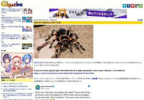 タランチュラは大きめの体と太い脚を持つ、ペットとしても人気のクモです。タランチュラの特徴の1つは「全身の毛」ですが、タランチュラの体毛はストレスによって抜けてしまうこともあります。