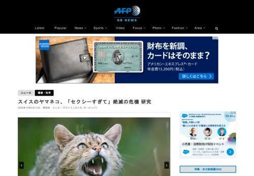 【10月4日 AFP】イエネコにとって魅力的すぎるため、スイスのヤマネコが絶滅の危機にひんしているとの研究結果が9月29日、発表された。