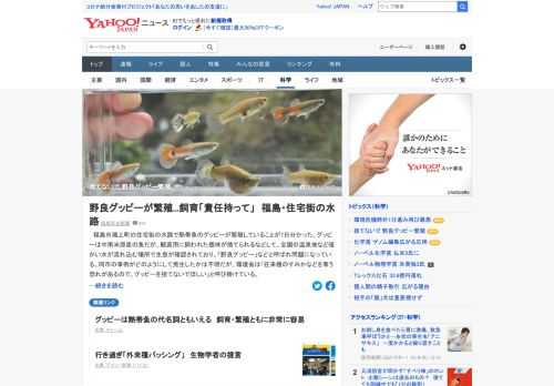 福島市の住宅街の水路で熱帯魚のグッピーが繁殖している。観賞用の個体が捨てられるなどして、「野良グッピー」などと呼ばれ問題に。環境省は「在来種のすみかなどを奪う恐れがあるので、グッピーを捨てないで」と呼び掛けている。