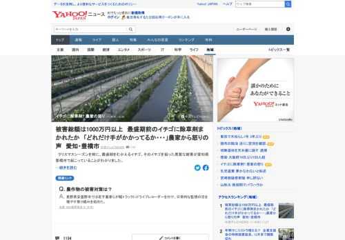 イチゴを狙った悪質な被害が愛知県豊橋市で起こっていることがわかった。不自然に一部分の苗だけが弱っていて、何者かによって除草剤をかけられたとみられている。農家からは「どうしていいか分からない。理不尽さに腹が立つ」と怒りの声。