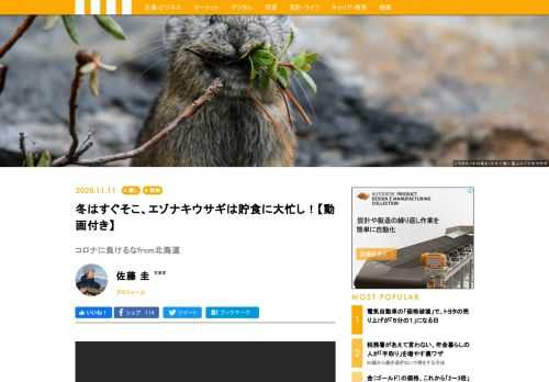 北海道の標高の高い山は、すでに冠雪し、エゾナキウサギの生息地にも初雪が降りました。まだ、気温が高い日には雪は解けてなくなりますが、この頃になると、エゾナキウサギの貯食行動が一気に活発になります。