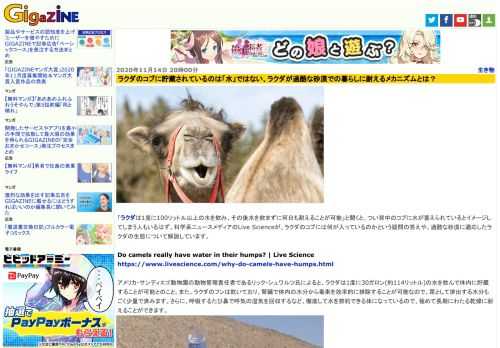 「ラクダは1度に100リットル以上の水を飲み、その後水を飲まずに何日も耐えることが可能」と聞くと、つい背中のコブに水が蓄えられているとイメージしてしまう人もいるはず。科学系ニュースメディアのLive Scienceが、ラクダのコブには何が入っているのかという疑問の答えや、過酷な砂漠に適応したラクダの生態について解説しています。