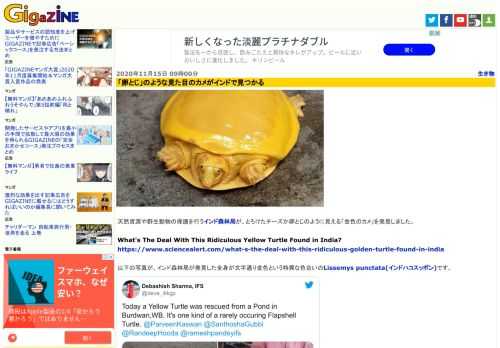 天然資源や野生動物の保護を行うインド森林局が、とろけたチーズか卵とじのように見える「金色のカメ」を発見しました。