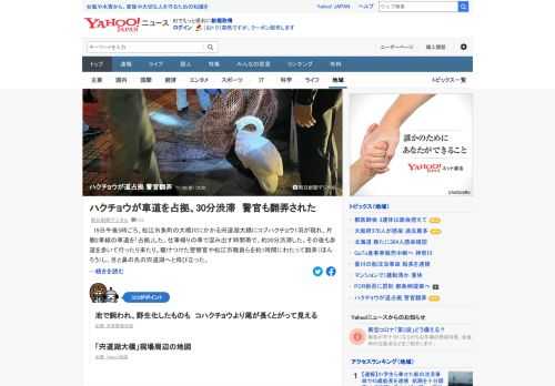 松江市の宍道湖大橋にコブハクチョウ1羽が現れ、片側2車線の車道を「占拠」。混み出す時間帯で約30分渋滞した。駆けつけた警官らを約1時間にわたって翻弄（ほんろう）した末、飛び立った。警官の1人は「何だ、飛べんじゃん」とつぶやいた。