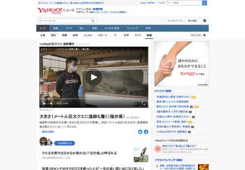 福井県越前町の飲食店の水槽に生きた巨大なクエが登場し、体長1mあまりの大きさに漁業関係者を驚かせている。18日、定置網漁で水揚げされ、飲食店が購入した。