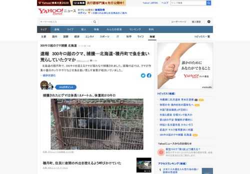 北海道の積丹町で、300キロを超えるクマが箱わなで捕獲された。現場付近では、クマが作業小屋のホッケやサケなどの魚を食い荒らす被害が相次いでいた。