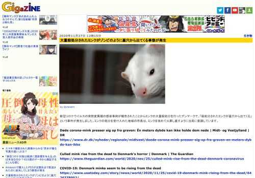 新型コロナウイルスの突然変異種の感染事例が報告されたことからミンクの大量殺処分を行ったデンマークで、「殺処分されたミンクが墓穴から出てくる」という事件が発生しました。ミンクの処分を受け入れた地域の市長は、ミンクを改めて火葬し直すように当局に要請しています。