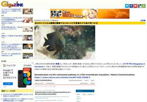 人間はさまざまな野生動物を家畜化してきましたが、動物を家畜にするのは人間だけではないことが明らかになりました。スズメダイ科のStegastes diencaeusという魚は、藻類を養殖するためにエビを家畜のように扱うことが明らかになっており、これは人間以外の脊椎動物が他の生き物を家畜化する初めての事例であると研究者は報告しています。