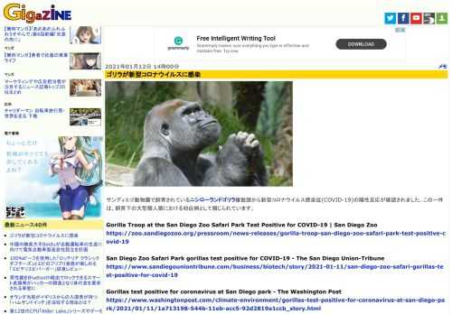 サンディエゴ動物園で飼育されているニシローランドゴリラ複数頭から新型コロナウイルス感染症(COVID-19)の陽性反応が確認されました。この一件は、飼育下の大型類人猿における初症例として報じられています。