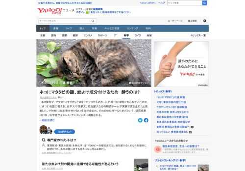 ネコはなぜ、マタタビにすりすりと体をこすりつけるのか。謎の答えを、岩手大や京都大、名古屋大などの研究チームが実験で突き止めたと発表した。マタタビに蚊を寄せ付けない成分が含まれ、それを体に付けるためだという。