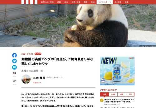 神戸市立王子動物園のメスのジャイアントパンダ「タンタン（旦旦）」。そのかわいい姿と優雅な所作から、親しみを込めて、“神戸のお嬢様”とも呼ばれています。愛くるしいタンタンですが、今年、中国への返還が決まっています。神戸で最後の時間を過ごすお嬢様の様子を、毎週水曜日にお届け！