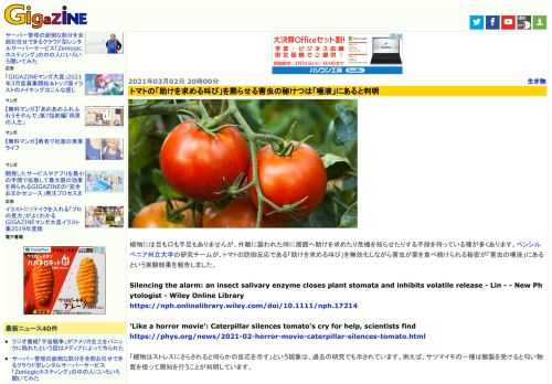 植物には目も口も手足もありませんが、外敵に襲われた時に周囲へ助けを求めたり危機を知らせたりする手段を持っている種が多くあります。ペンシルベニア州立大学の研究チームが、トマトの防御反応である「助けを求める叫び」を無効化しながら害虫が葉を食べ続けられる秘密が「害虫の唾液」にあるという実験結果を報告しました。