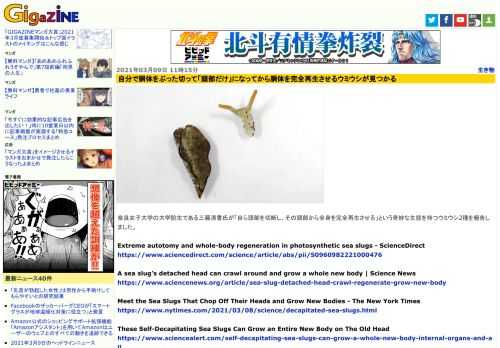 奈良女子大学の大学院生である三藤清香氏が「自ら頭部を切断し、その頭部から全身を完全再生させる」という奇妙な生態を持つウミウシ2種を報告しました。