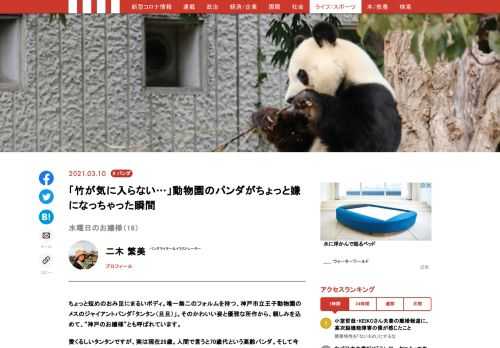 神戸市立王子動物園のメスのジャイアントパンダ「タンタン（旦旦）」。そのかわいい姿と優雅な所作から、親しみを込めて、“神戸のお嬢様”とも呼ばれています。愛くるしいタンタンですが、今年、中国への返還が決まっています。神戸で最後の時間を過ごすお嬢様の様子を、毎週水曜日にお届け！