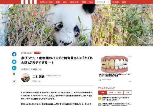 神戸市立王子動物園のメスのジャイアントパンダ「タンタン（旦旦）」。そのかわいい姿と優雅な所作から、親しみを込めて、“神戸のお嬢様”とも呼ばれています。愛くるしいタンタンですが、今年、中国への返還が決まっています。神戸で最後の時間を過ごすお嬢様の様子を、毎週水曜日にお届け！