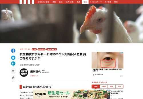 劣悪な状況でタマゴを次々産まされ、「廃鶏」となると餌も水も与えられず放置される。最後には加工食品として食べられるその一生について