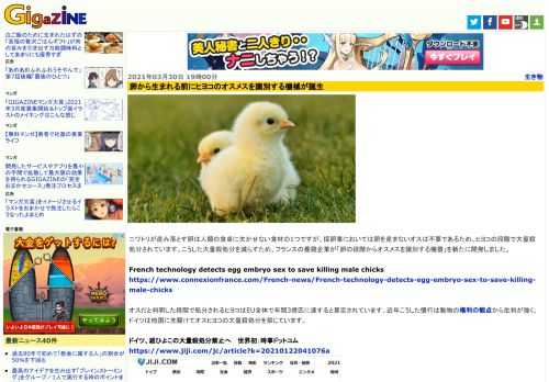 ニワトリが産み落とす卵は人類の食卓に欠かせない食材の1つですが、採卵業においては卵を産まないオスは不要であるため、ヒヨコの段階で大量殺処分されています。こうした大量殺処分を減らすため、フランスの養鶏企業が「卵の段階からオスメスを識別する機器」を新たに開発しました。