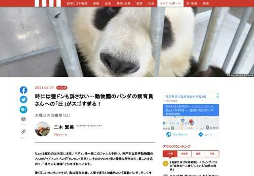 神戸市立王子動物園のメスのジャイアントパンダ「タンタン（旦旦）」。そのかわいい姿と優雅な所作から、親しみを込めて、“神戸のお嬢様”とも呼ばれています。愛くるしいタンタンですが、今年、中国への返還が決まっています。神戸で最後の時間を過ごすお嬢様の様子を、毎週水曜日にお届け！