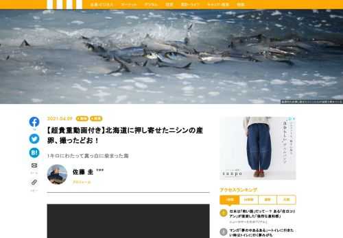 この春（4月６日）、現代ビジネスでおなじみの動物写真家・佐藤圭さんが、夜間に産卵するという習性のために、これまでまず見ることができなかったニシンの産卵を撮影することに成功しました。