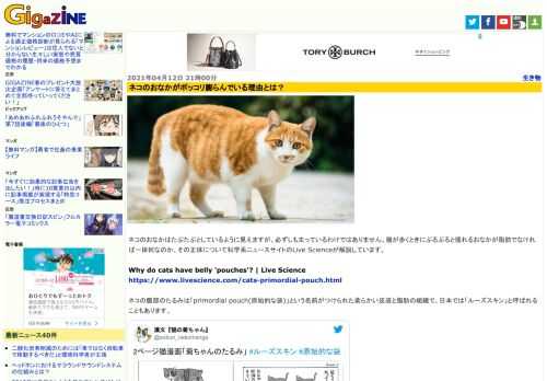 ネコのおなかはたぷたぷとしているように見えますが、必ずしも太っているわけではありません。猫が歩くときにぷるぷると揺れるおなかが脂肪でなければ一体何なのか、その正体について科学系ニュースサイトのLive Scienceが解説しています。