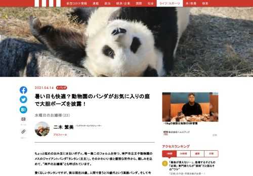神戸市立王子動物園のメスのジャイアントパンダ「タンタン（旦旦）」。そのかわいい姿と優雅な所作から、親しみを込めて、“神戸のお嬢様”とも呼ばれています。愛くるしいタンタンですが、今年、中国への返還が決まっています。神戸で最後の時間を過ごすお嬢様の様子を、毎週水曜日にお届け！