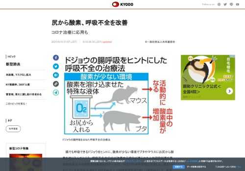 腸でも呼吸できるドジョウをヒントに、酸素が少ない環境でブタやマウスにお尻から酸素を送り込んだところ、...