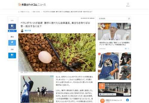 【弁護士ドットコム】もしも、自宅マンションのベランダでハトが卵を産んでしまったら……。ひょいっと卵をとって、ゴミ箱にポイっと捨てればいい。そんなふうに思っていた時期が私にもあった。  しかし、勝手に卵を捨てた場合、法律に違反してしまうおそれ...