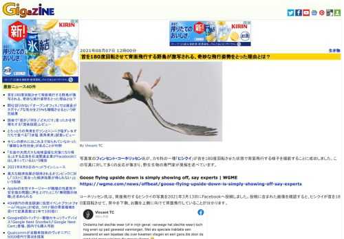 写真家のフィンセント・コーネリッセン氏が、カモ科の一種「ヒシクイ」が首を180度回転させた状態で背面飛行する様子を撮影することに成功しました。この写真に対して多くの反応が集まり、野生生物の専門家が見解を述べています。