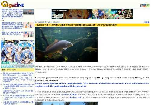 100年以上前に外来種としてオーストラリアに入ってきたコイは、オーストラリア国内の河川において水質や在来魚、漁業などに悪影響を与える魚として認識されています。そんなコイを人為的に致死性のウイルスに感染させ、1匹のメスと数匹のオスが絡み合うという繁殖方法も利用して数を減らす計画が立てられています。