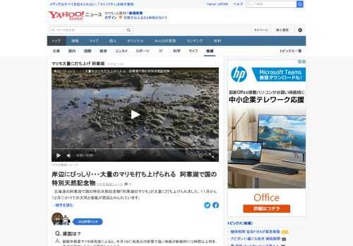 北海道の阿寒湖で国の特別天然記念物「阿寒湖のマリモ」が大量に打ち上げられた。11月から12月にかけての大雨と強風が原因とみられている。打ち上げられた範囲は1500平方メートル以上と推定されている。