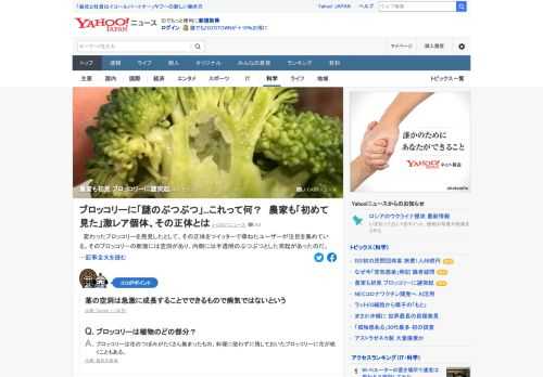 変わったブロッコリーを発見したとツイッターに投稿したユーザーが注目を集めている。断面には空洞があり、内側には半透明のぶつぶつとした突起が。突起の正体は何なのか、なぜ空洞ができるのか、ブロッコリー生産者に聞いた。