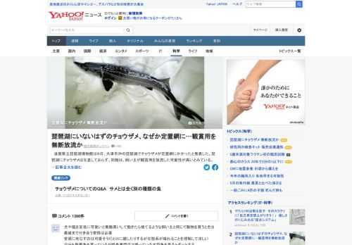 滋賀県立琵琶湖博物館は、滋賀県大津市沖の琵琶湖でチョウザメが定置網にかかったと発表した。琵琶湖にチョウザメは生息しておらず、同館は、飼い主が観賞用を放流した可能性が高いとみている。